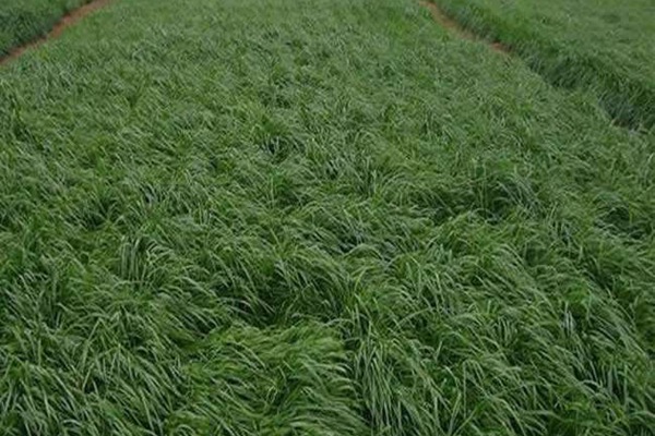 特高黑麥草和冬牧70黑麥草對比