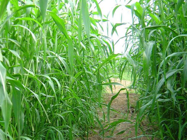 百綠大力士甜高粱產(chǎn)量有多少