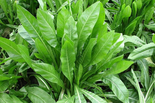 將軍菊苣牧草營養(yǎng)價值高嗎