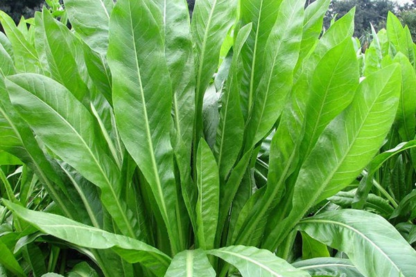 將軍菊苣牧草營養(yǎng)價值高嗎