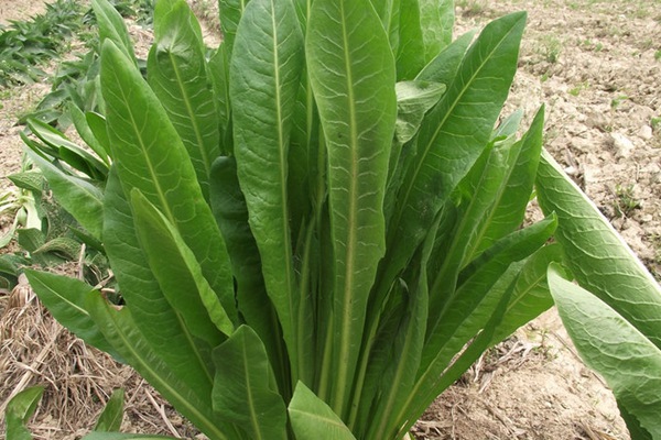 將軍菊苣牧草營養(yǎng)價值高嗎