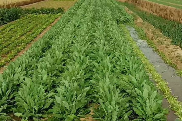 苦荬菜