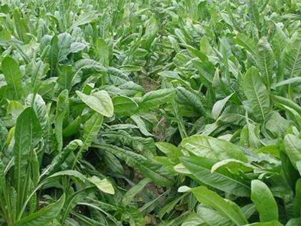 魯梅克斯牧草的優(yōu)缺點都有哪些