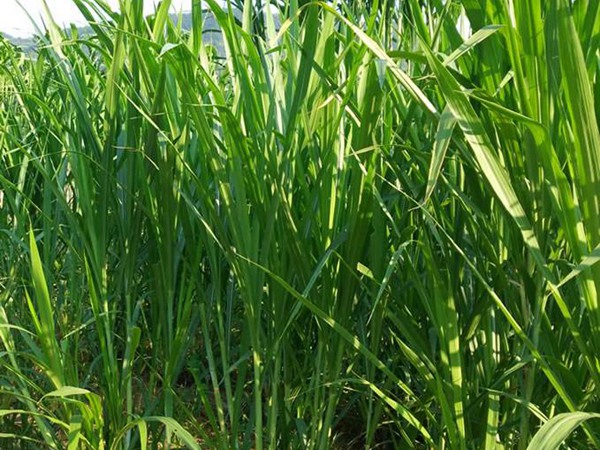 飼草和牧草有什么區(qū)別？