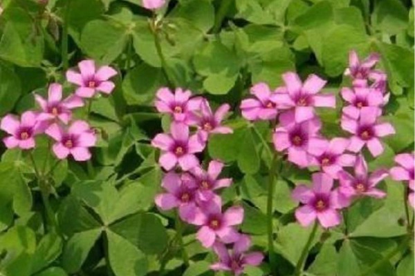 紅三葉草種子價(jià)格，多少錢一斤