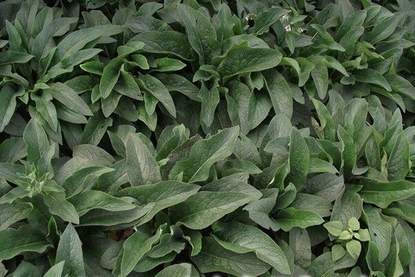 種植俄羅斯飼料菜的經(jīng)濟效益如何