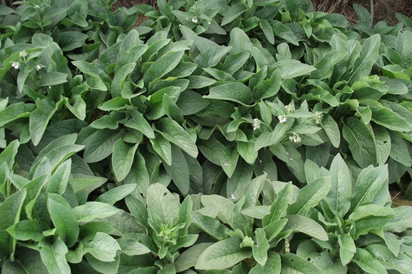 種植俄羅斯飼料菜的經(jīng)濟效益如何