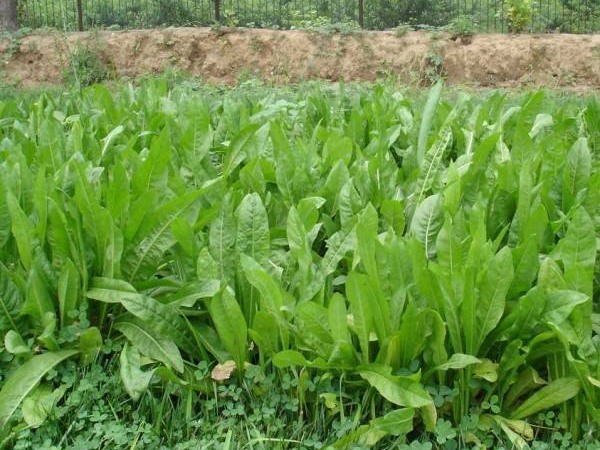 將軍菊苣和魯梅克斯哪個(gè)好？