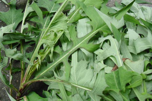 苦荬菜的營養(yǎng)價(jià)值