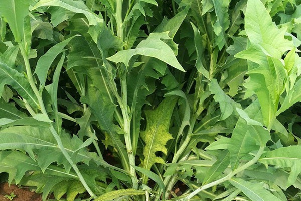 苦荬菜的營養(yǎng)價(jià)值