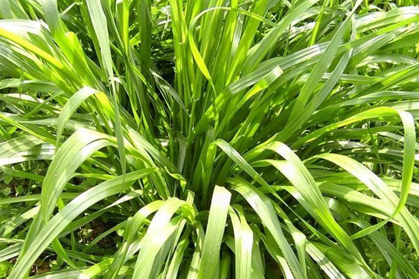 高產(chǎn)優(yōu)質(zhì)高蛋白飼草種子有哪些