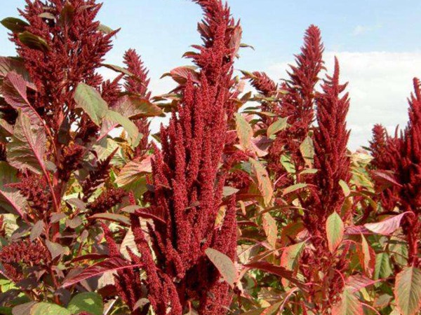 種植籽粒莧的經(jīng)濟(jì)效益如何