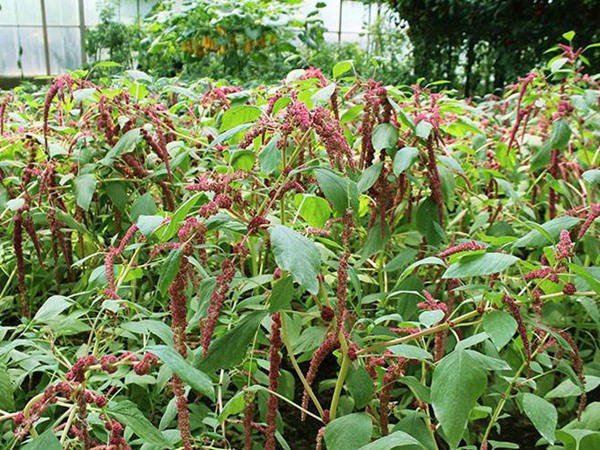 種植籽粒莧的經(jīng)濟(jì)效益如何