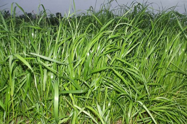 特高黑麥草的畝產(chǎn)量是多少