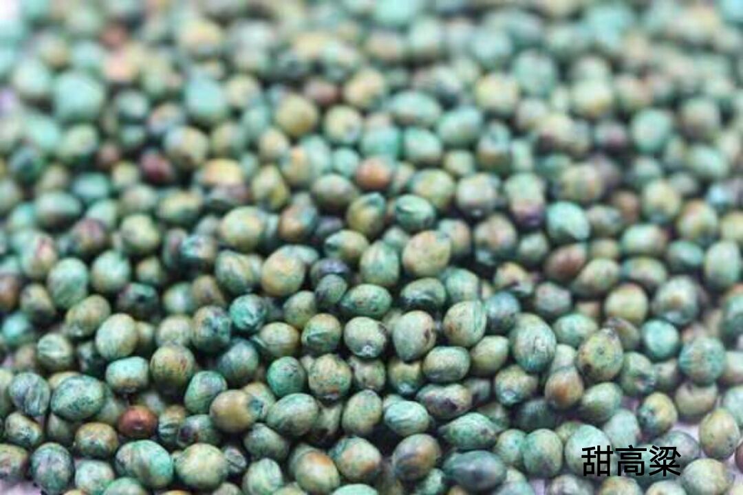 甜高粱，一年生植物，在世界各大洲都有分布