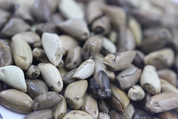 墨西哥玉米草畝播種量多少？如何播種