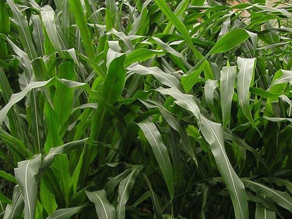 墨西哥玉米草種子播種后幾天發(fā)芽？怎么播種發(fā)芽更快