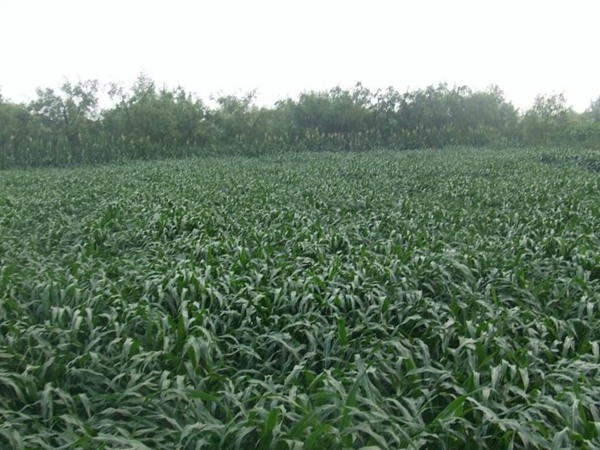 墨西哥玉米草種子播種后幾天發(fā)芽？怎么播種發(fā)芽更快