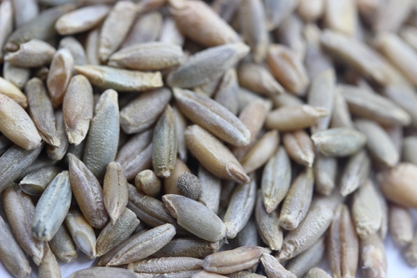 冬牧70黑麥草種子多少錢(qián)一斤