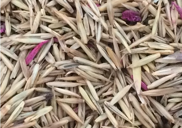 冰草種子怎么種，種后多久發(fā)芽