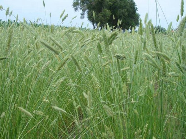 冰草種子怎么種，種后多久發(fā)芽