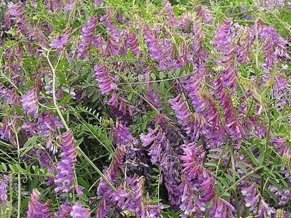 光葉紫花苕怎么播種，播種后多久發(fā)芽