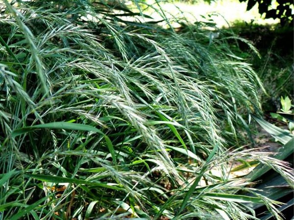 披堿草種子的種植方法