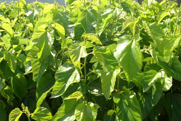 桑飼草樹能用作飼草嗎，種植養(yǎng)護技巧有哪些