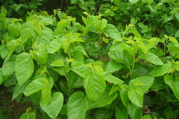 桑飼草樹能用作飼草嗎，種植養(yǎng)護技巧有哪些