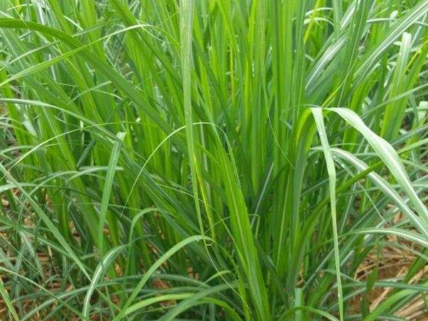 甜象草