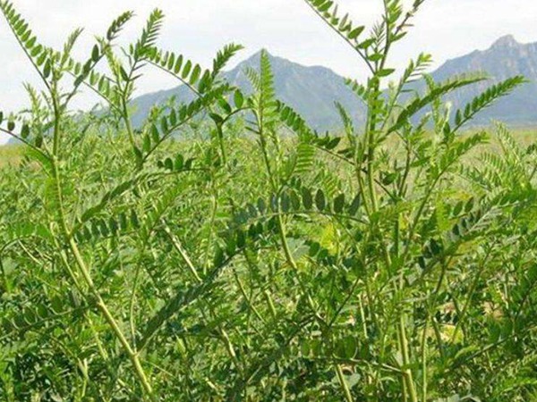 沙打旺種子價(jià)格，一畝地種多少