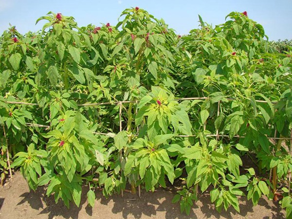 種植籽粒莧的經(jīng)濟效益如何，怎樣提高效益