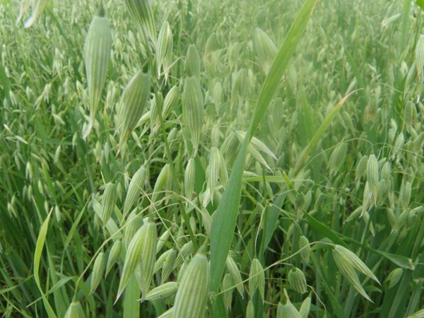 飼草型燕麥產(chǎn)量，如何提高畝產(chǎn)量
