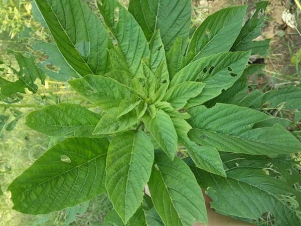 適合種植的飼草名稱(chēng)，這些飼草有什么共同點(diǎn)