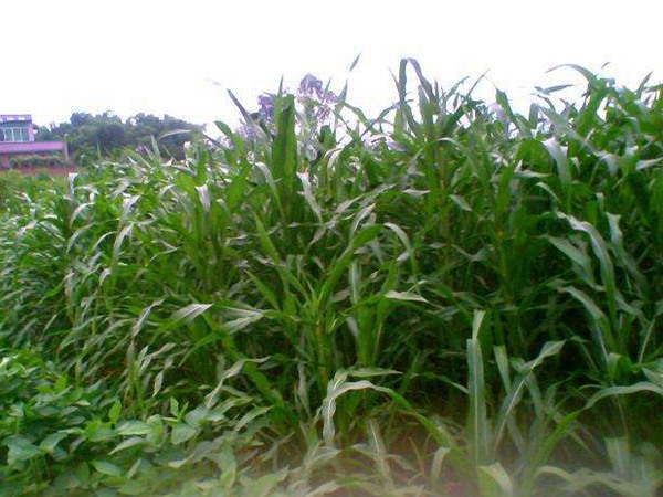 適合種植的飼草名稱(chēng)，這些飼草有什么共同點(diǎn)
