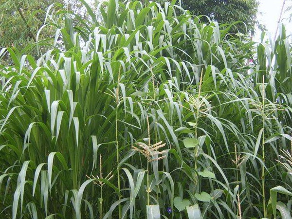 養(yǎng)牛的飼草什么好，有哪些品種飼草可以養(yǎng)牛