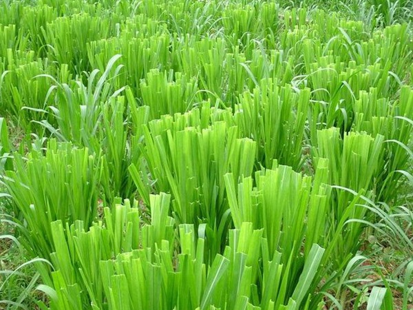 養(yǎng)牛的飼草什么好，有哪些品種飼草可以養(yǎng)牛