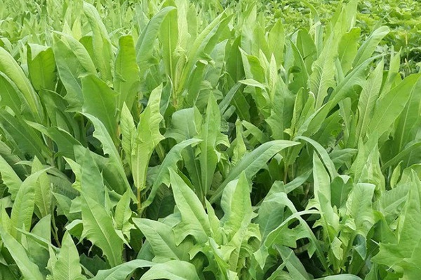 苦荬菜