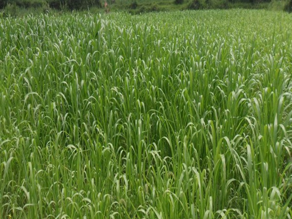 冰草的種植養(yǎng)護(hù)技巧和高產(chǎn)技巧