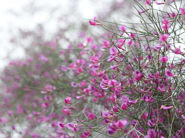 花棒是飼草嗎，怎么種植