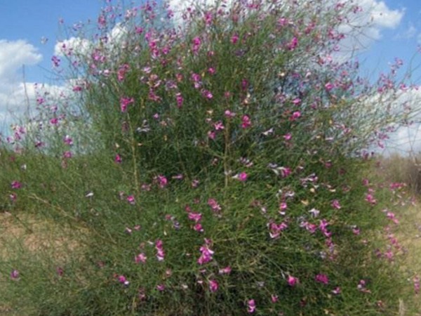 花棒是飼草嗎，怎么種植