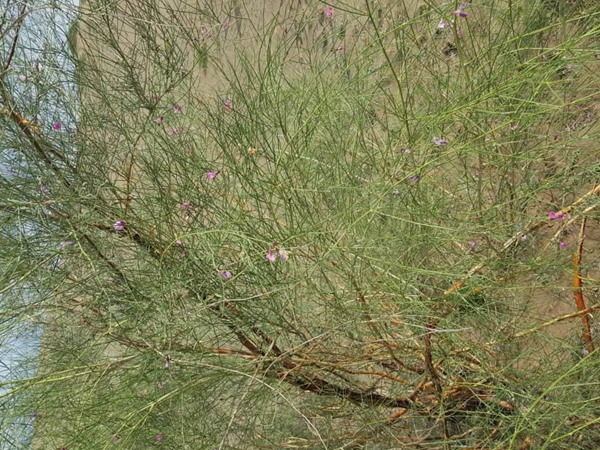 花棒是飼草嗎，怎么種植