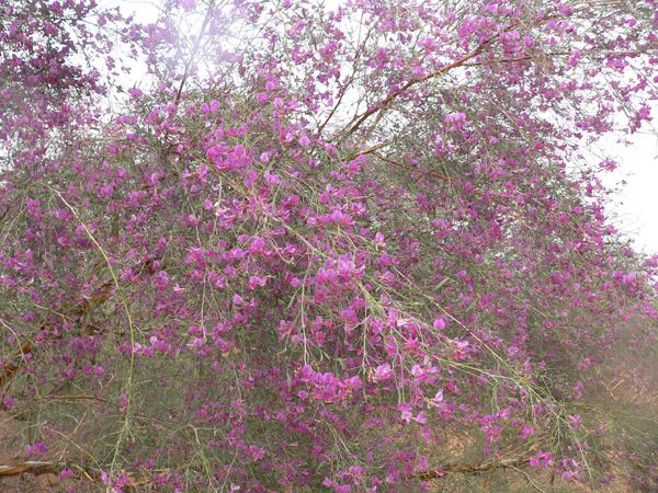 花棒是飼草嗎，怎么種植