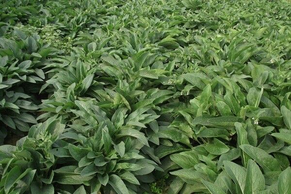 俄羅斯飼料菜的畝產(chǎn)量多少，如何高產(chǎn)