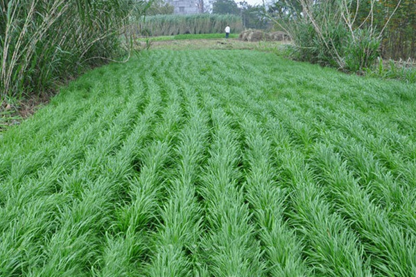 冬牧70黑麥草在東北可以種植嗎