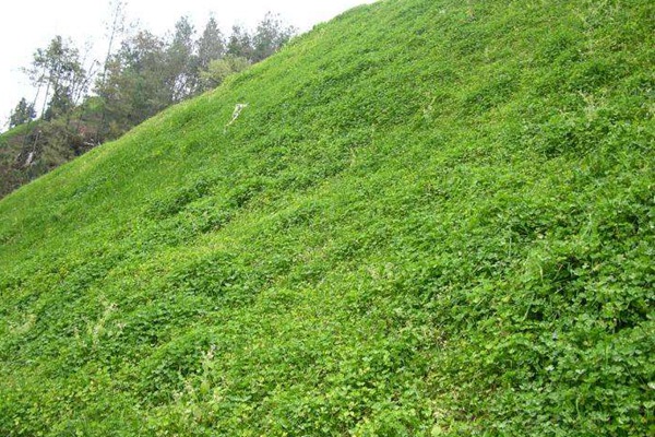 白三葉的種植技術(shù)要點(diǎn)以及收割技巧