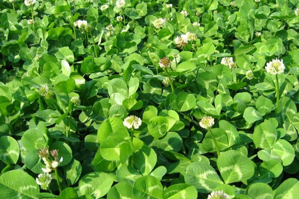白三葉的種植技術(shù)要點(diǎn)以及收割技巧