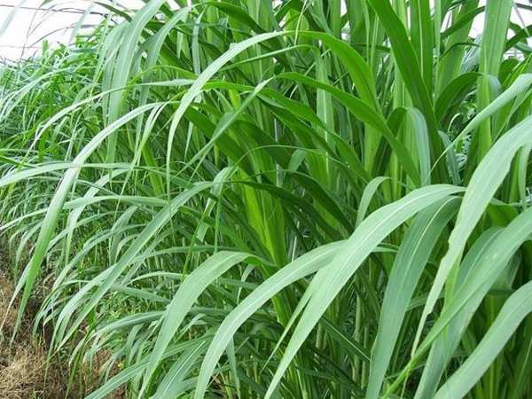 一畝皇竹草能養(yǎng)幾頭牛，經(jīng)濟(jì)效益怎么樣