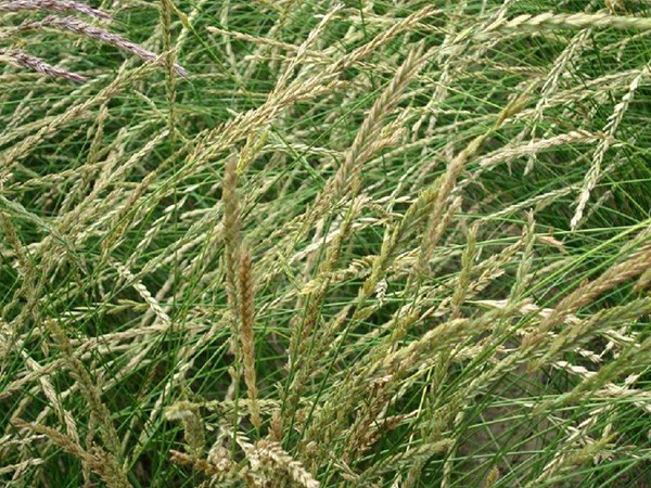 牧草種植技術(shù)包括哪些，有哪些共同的種植技巧