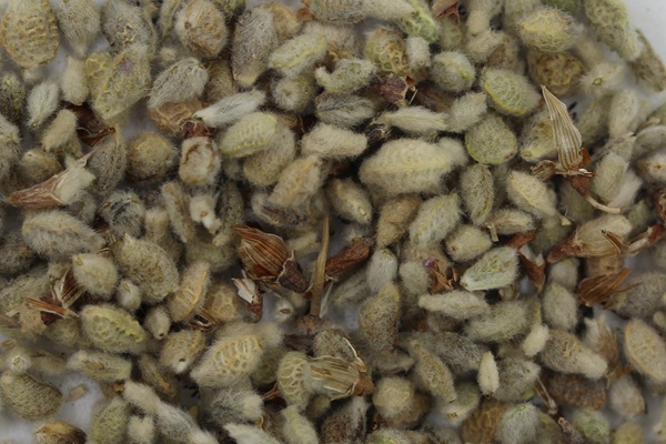 牧草種植前景 常見(jiàn)牧草的栽培技術(shù)與管理